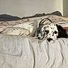 Uta participe au concours pour gagner de l'argent avec cette photo : animal, bed, bedding, bedroom, black_and_white, blanket, brown_eyes, cozy, dog, home, indoor, long_ears, lying_down, pet, pillow, portrait, relaxed, resting, sleeping, spotted_dog