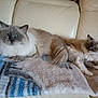 cat, ragdoll, fluffy, blue_eyes, feline, pet, indoor, blanket, couch, resting, fur, animal, two_cats, relaxed, mammal, soft_texture, whiskers, domestic_cat, portrait, companion