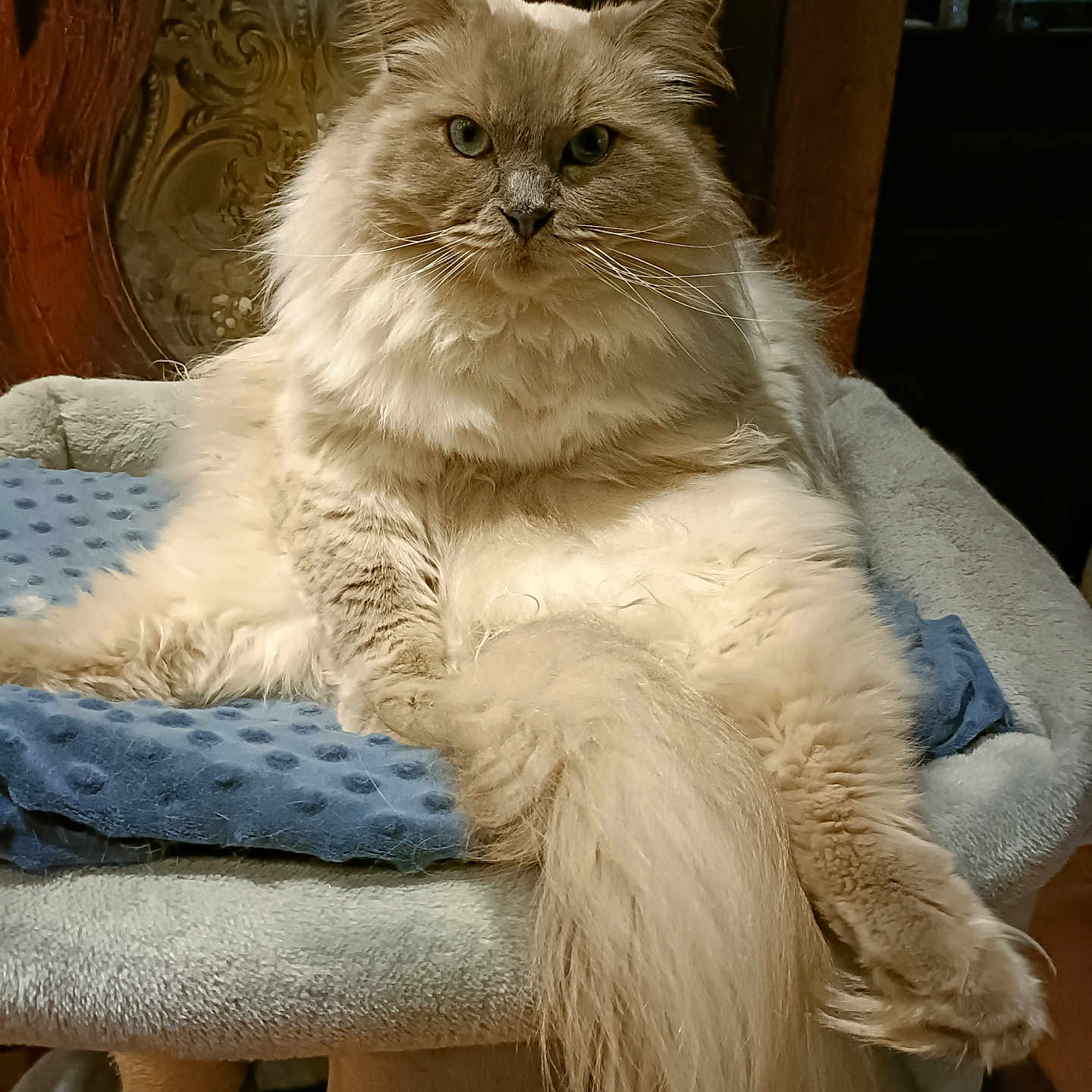 Star-Lord a rejoint le concours — aidez-le/la à gagner de superbes lots ! animal, blue_blanket, calm, cat, cat_tree, cozy, cute, ears, fluffy, furniture, home, indoor, long_hair, pet, portrait, relaxed, resting, tail, whiskers, wooden_background