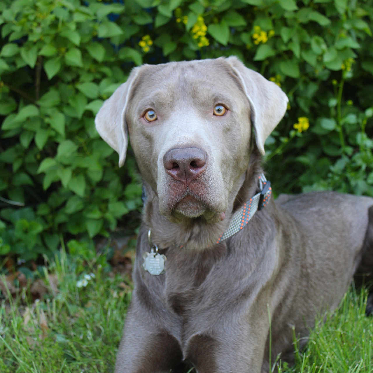Beau joined the competition — help win amazing prizes! dog, canine, pet, silver_gray, collar, grass, outdoor, nature, leafy_bush, yellow_flowers, lying_down, portrait, animal, fur, ears, nose, eyes, tag, summer, calm