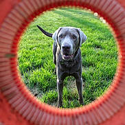 Beau joined the competition — help win amazing prizes! dog, grass, outdoor, pet, animal, play, toy, circle, green, red, collar, canine, looking, focused, daylight, nature, field, muzzle, ears, tail