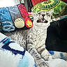 Tenno joined the competition — help win amazing prizes! animal, blanket, cartoon_characters, cat, closeup, cozy, fire_spirit, furniture, gray_tabby, home, indoor, mouth_open, pet, pillow, relaxed, soft_texture, teeth, totoro, window, yawning