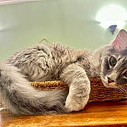 Tenno joined the competition — help win amazing prizes! animal, basket, cat, closeup, cozy, curious, ears, feline, fluffy, fur, gray_cat, green_eyes, indoor, lighting, pet, relaxed, tail, wall_sconce, whiskers, wooden_table