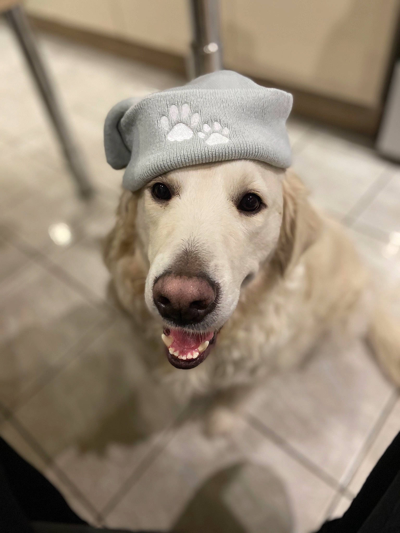 Scott participe au concours pour gagner de l'argent avec cette photo : cap, carnivore, collar, companion_dog, dog, dog_breed, dog_collar, ear, eye, fawn, happy, hat, head, jaw, leash, pet_supply, smile, snout, whiskers, working_animal