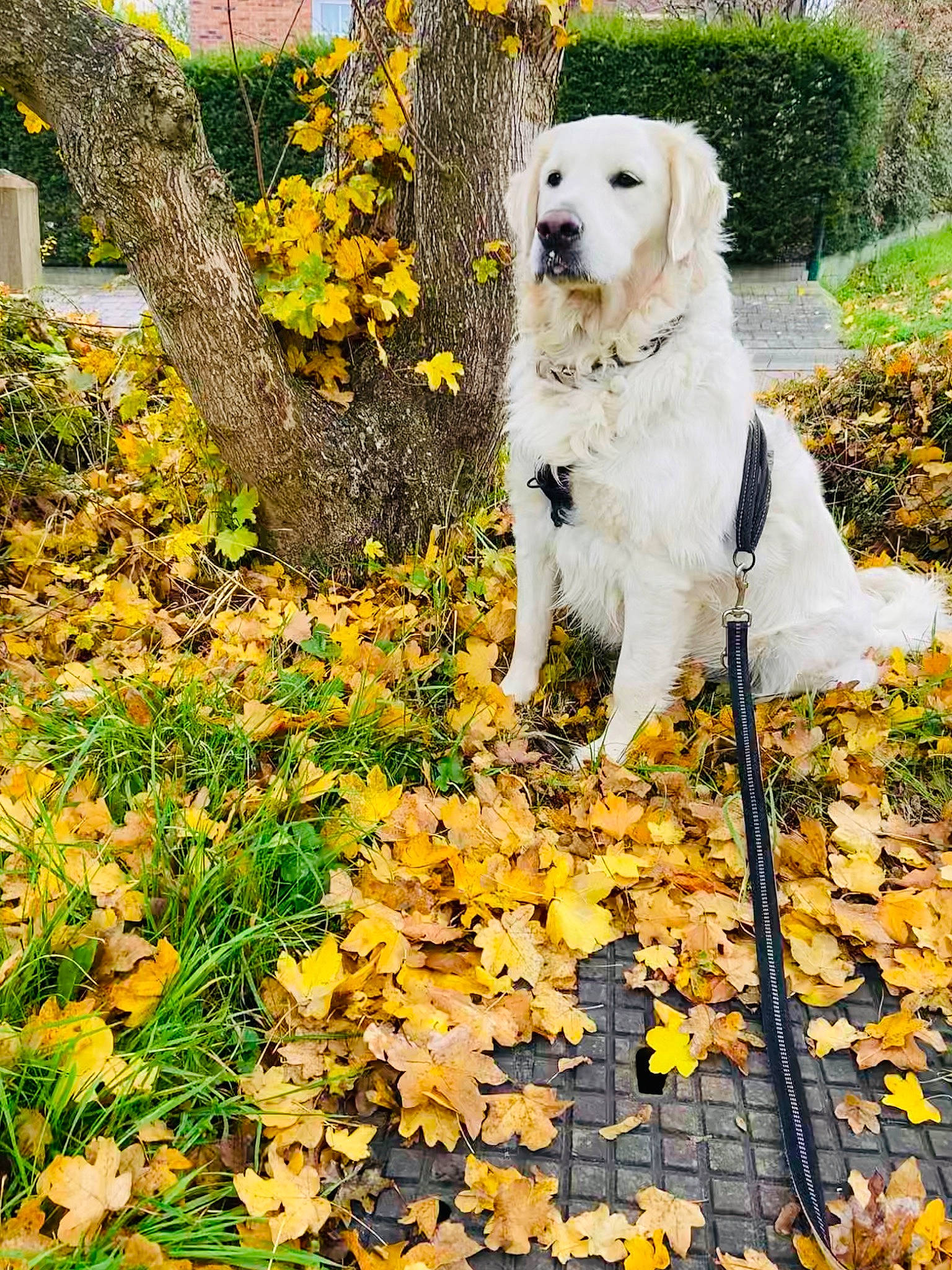 Scott a rejoint le concours — aidez-le/la à gagner de superbes lots ! canidae, carnivore, companion_dog, deciduous, dog, dog_breed, fawn, flower, grass, groundcover, leaf, people_in_nature, plant, sidewalk, sporting_group, tail, tints_and_shades, tree, water, yellow