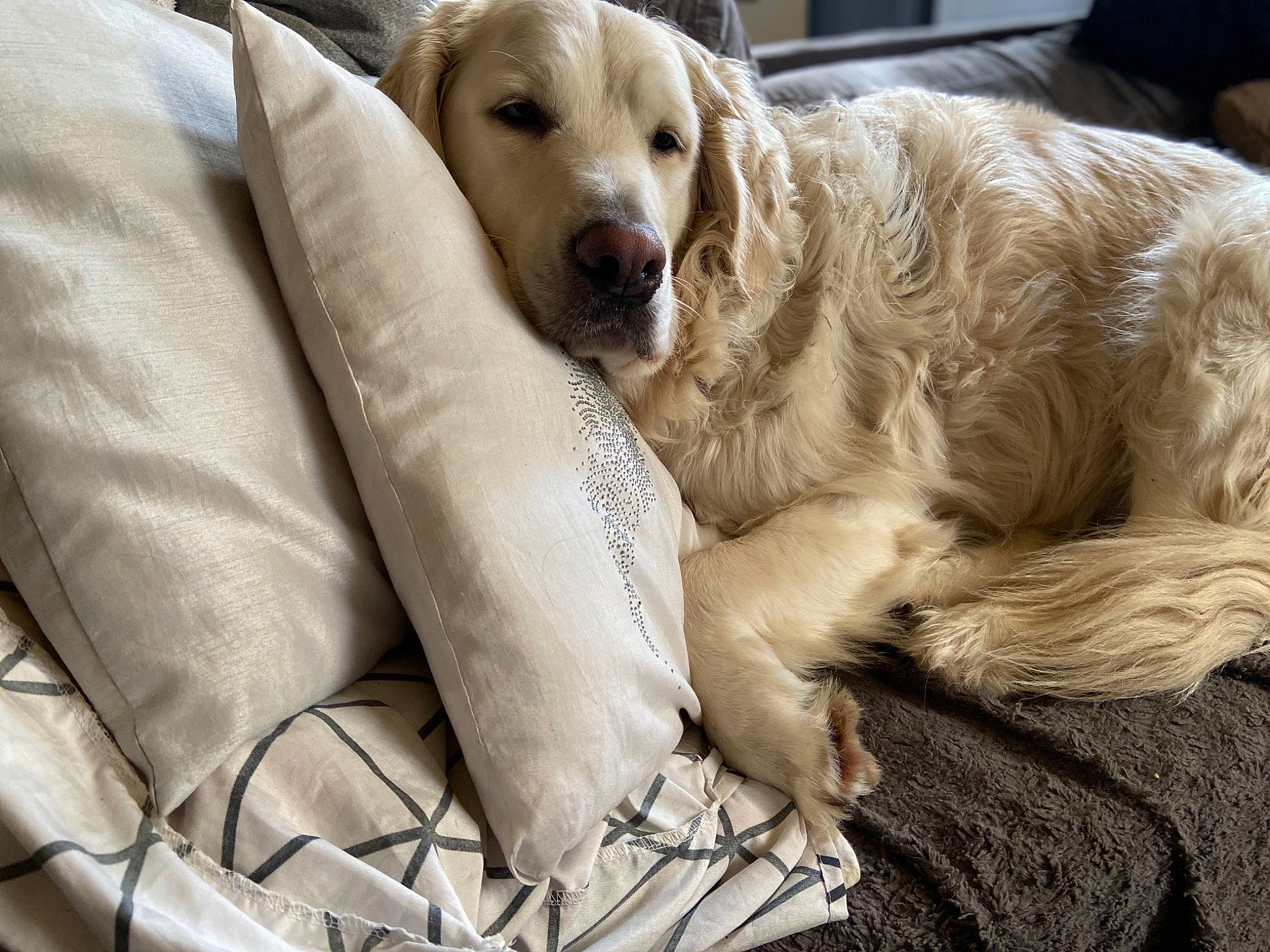 Scott a rejoint le concours — aidez-le/la à gagner de superbes lots ! canidae, carnivore, comfort, companion_dog, couch, dog, dog_breed, fawn, fur, guard_dog, gun_dog, labrador_retriever, laptop, livestock_guardian_dog, plant, retriever, sporting_group, terrestrial_animal, whiskers, working_animal