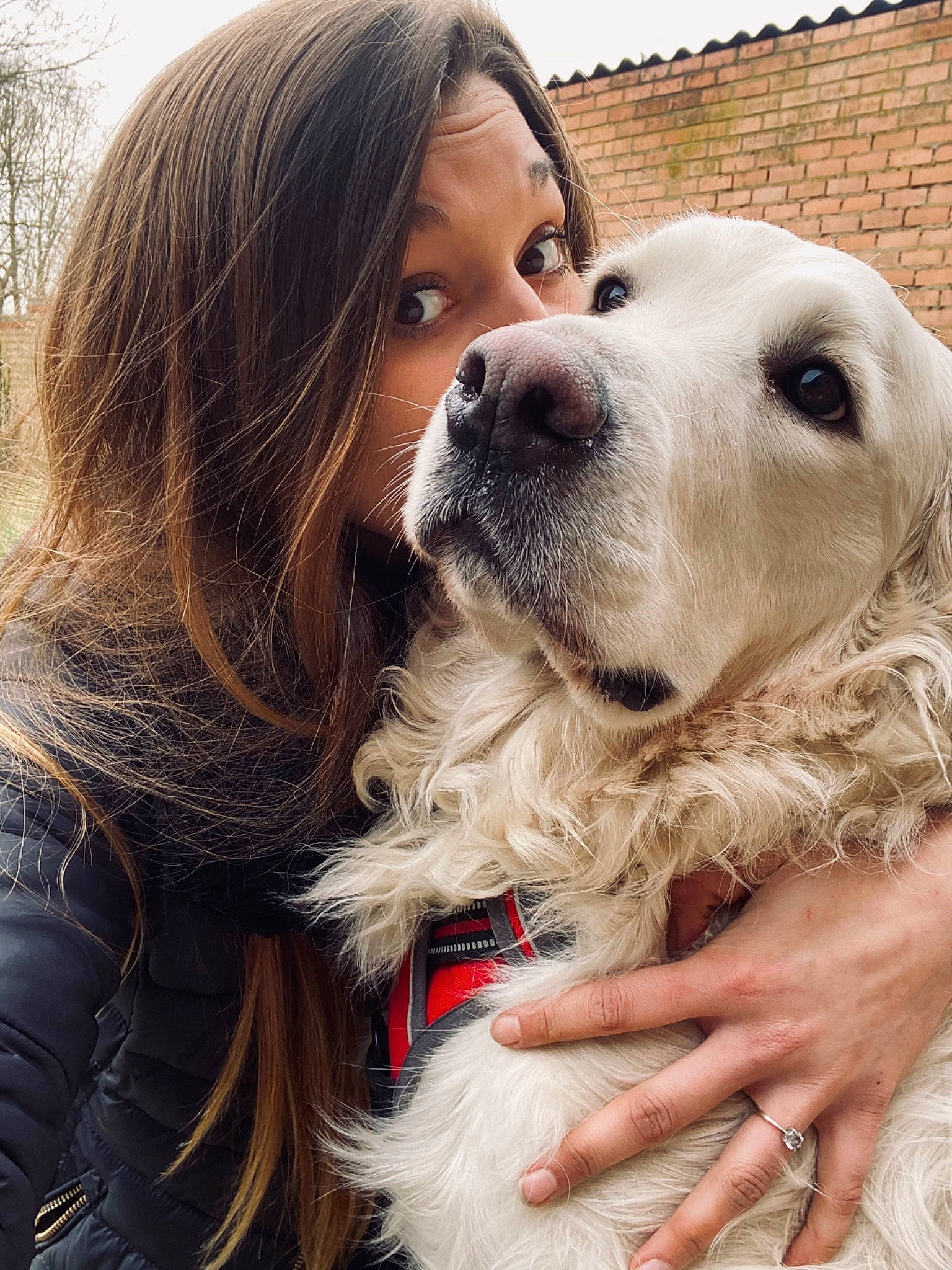 Scott a rejoint le concours — aidez-le/la à gagner de superbes lots ! blond, carnivore, collar, companion_dog, dog, dog_breed, dog_collar, ear, eye, eyelash, eyewear, fawn, fur, hair, happy, head, selfie, snout, sporting_group, whiskers