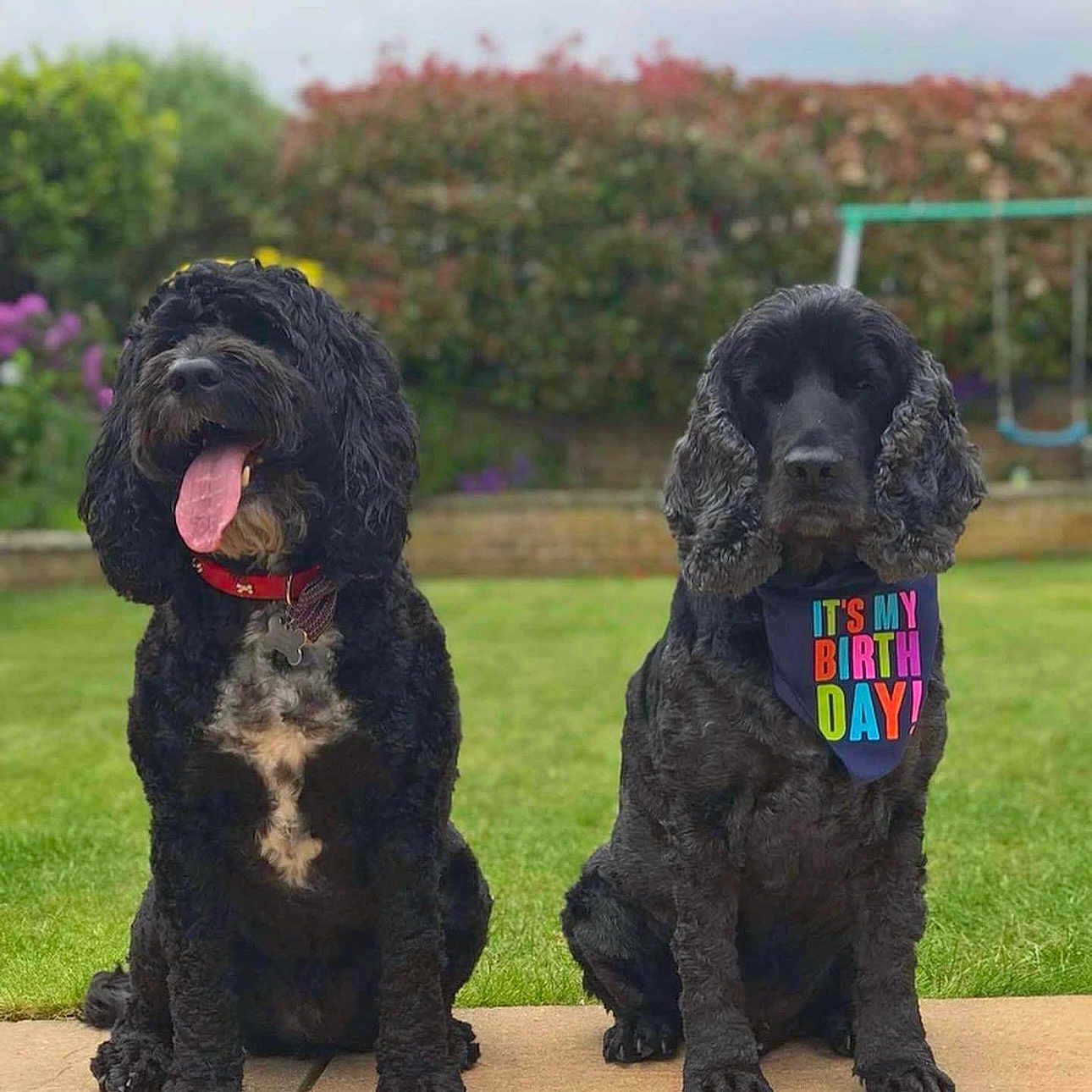 Joey joined the competition — help win amazing prizes! animal, canine, cockerspaniel, dog, grass, nature, outdoors, park, pet, plant, policedog, poodle, puppy, racket, sport, tennis, tennisracket, terrier