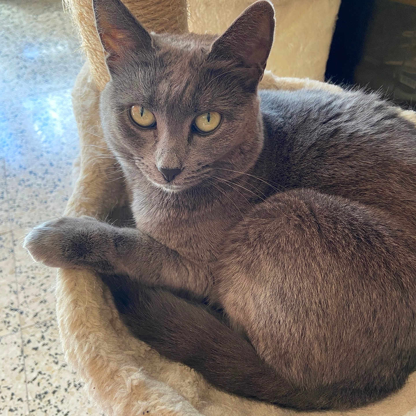 Lily participe au concours pour gagner de l'argent avec cette photo : abyssinian, animal, blackcat, cat, chair, furniture, kitten, manx, pet, siamese