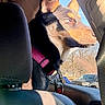 alert, canine, car_interior, close_up, collar, dog, ears, front_seat, nose, parking_lot, pet_tag, portrait, profile, seat, shadow, sky, sunlight, travel, trees, window