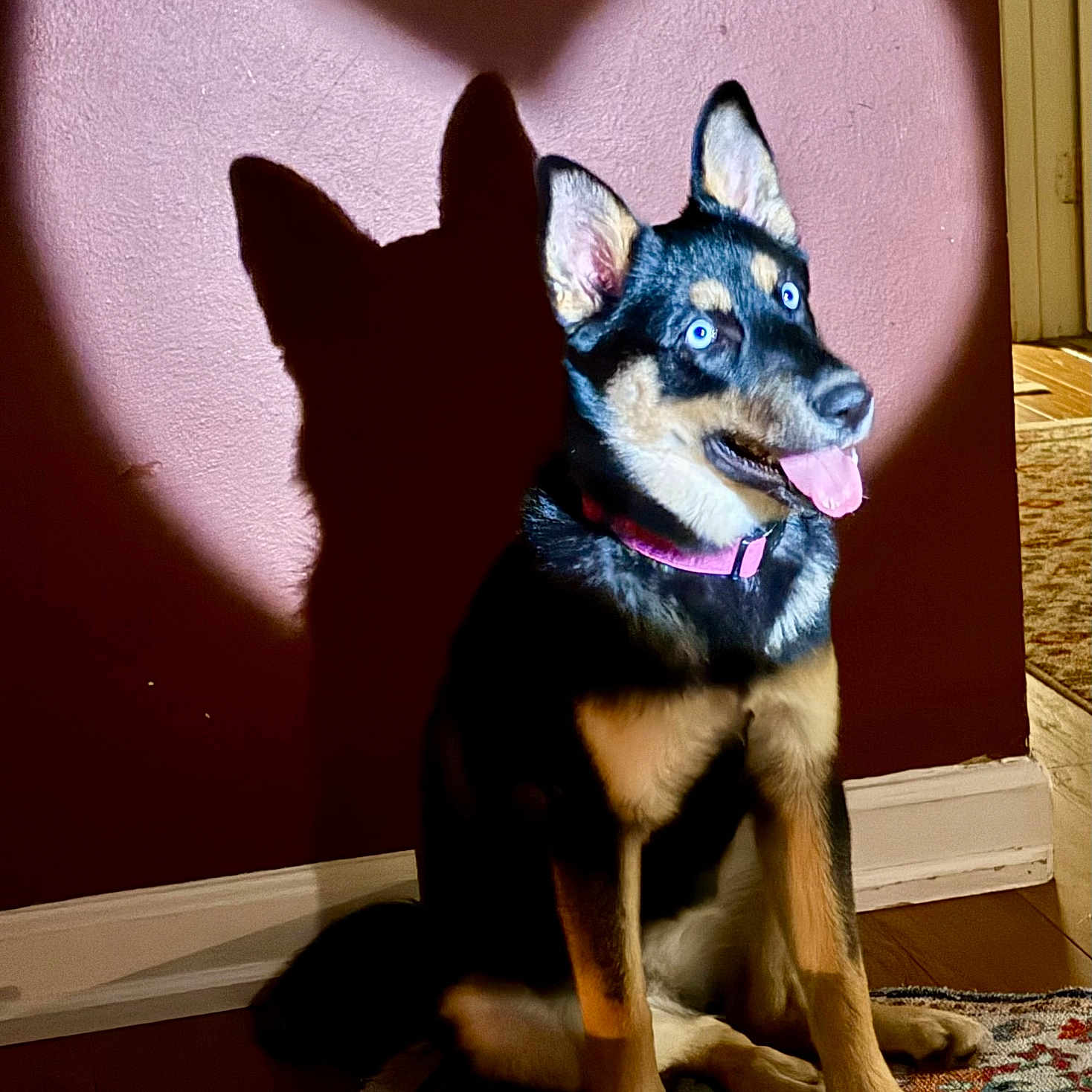 Nala Da Shepsky