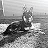 attentive, backyard, black_and_white, canine, collar, dog, ears, fur, grass, husky, lying_down, monochrome, outdoors, paws, pet, portrait, shadow, stick, sunlight, yard