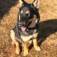 Nala Da Shepsky is registered to the contest to win money with this photo: black_fur, blue_eyes, bokeh, canine, collar, dog, dry_grass, grass, happy, outdoors, panting, perky_ears, pet, portrait, shadow, shallow_depth_of_field, sitting, sunlight, tan_fur, tongue