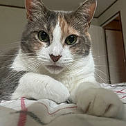 Kali is registered to the contest to win money with this photo: animal, bed, blanket, brown, cat, close_up, cute, domestic_animal, feline, fur, green_eyes, indoor, looking, paw, pet, portrait, resting, striped, whiskers, white