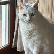Benny is registered to the contest to win money with this photo: cat, white_cat, window, curtain, natural_light, indoor, pet, feline, sitting, calm, green_eyes, fur, animal, domestic_animal, looking, closeup, portrait, quiet, home, soft_light