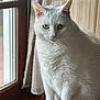 cat, white_cat, window, curtain, natural_light, indoor, pet, feline, sitting, calm, green_eyes, fur, animal, domestic_animal, looking, closeup, portrait, quiet, home, soft_light