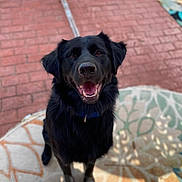 Bear joined the competition — help win amazing prizes! dog, black_dog, pet, smiling, sitting, outdoor, rug, patterned_rug, brick_pavement, sunlight, shadow, collar, animal, canine, happy, fur, portrait, looking_up, domestic_animal, friendly