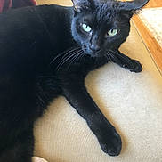 Midnight joined the competition — help win amazing prizes! black_cat, cat, pet, indoor, couch, furniture, green_eyes, fur, whiskers, relaxed, animal, mammal, domestic, living_room, cozy, resting, closeup, soft_light, patterned_cushion, wooden_floor