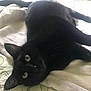 Midnight joined the competition — help win amazing prizes! black_cat, cat, pet, animal, feline, bed, blanket, towel, indoor, resting, lying_down, whiskers, ears, eyes, fur, curious, domestic_animal, cozy, relaxed, closeup