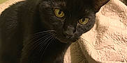 Midnight is registered to the contest to win money with this photo: black_cat, cat, pet, indoor, quilt, bed, whiskers, yellow_eyes, fur, animal, curious, close_up, feline, cozy, home, wall, framed_artwork, soft_lighting, portrait, mammal