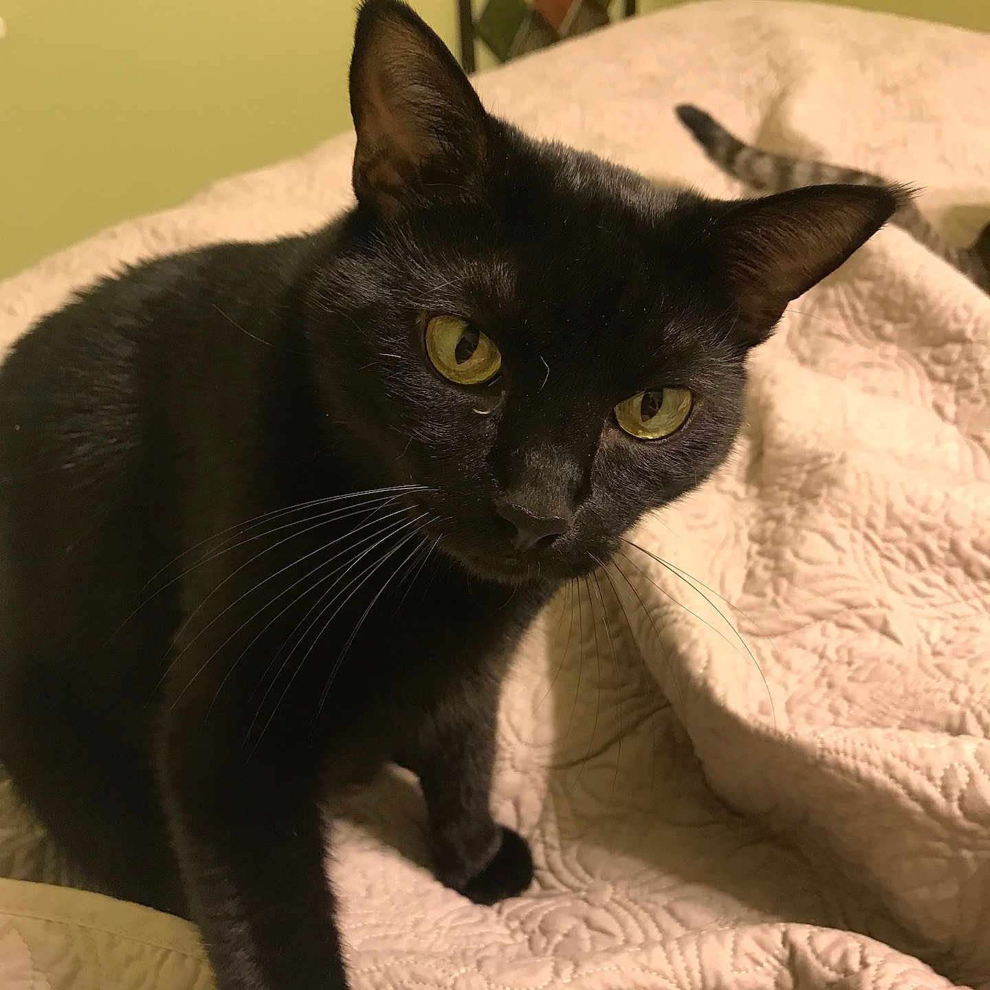 Midnight is registered to the contest to win money with this photo: animal, bed, black_cat, cat, close_up, cozy, curious, feline, framed_artwork, fur, home, indoor, mammal, pet, portrait, quilt, soft_lighting, wall, whiskers, yellow_eyes