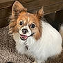 dog, pet, small_dog, happy, smiling, fluffy, ears, carpet, indoor, wooden_table, fur, animal, canine, looking_up, domestic_animal, footwear, jeans, black_shoe, closeup, companion