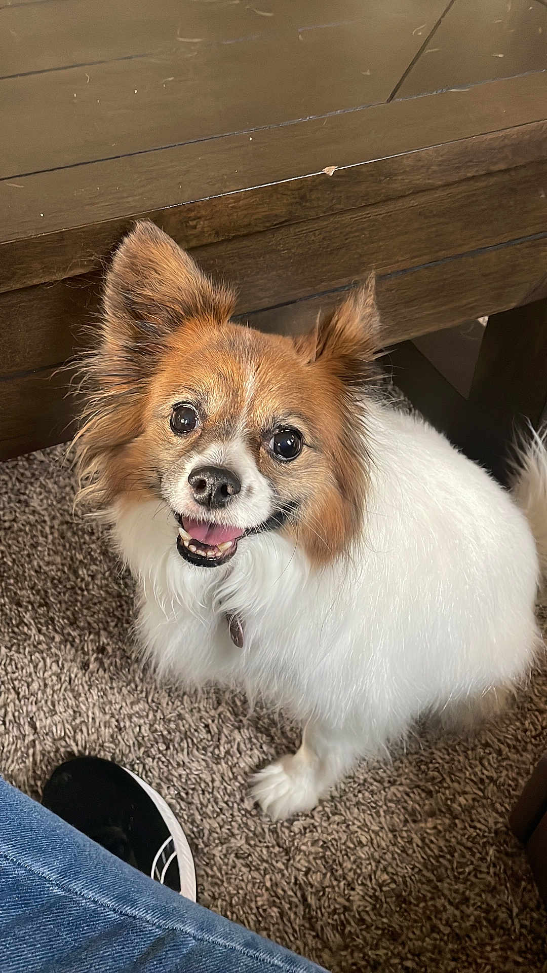 Rose is registered to the contest to win money with this photo: dog, pet, small_dog, happy, smiling, fluffy, ears, carpet, indoor, wooden_table, fur, animal, canine, looking_up, domestic_animal, footwear, jeans, black_shoe, closeup, companion