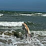 active, animal, beach, canine, daytime, dog, fun, jumping, nature, ocean, outdoor, pet, playful, sea, shore, sky, splash, summer, water, waves
