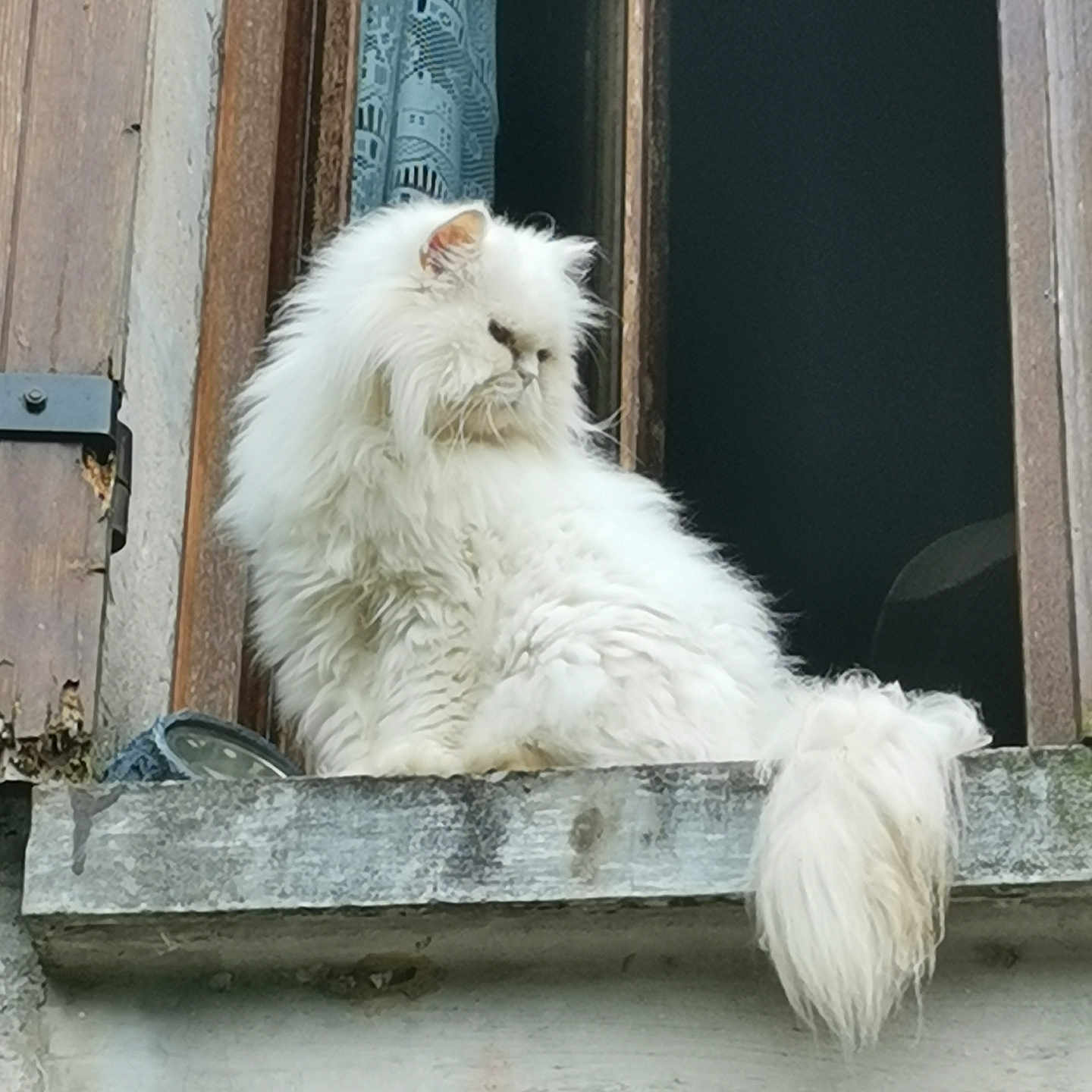 Snow a rejoint le concours — aidez-le/la à gagner de superbes lots ! angora, animal, canine, cat, curtain, dog, eskimodog, fox, homedecor, kitten, manx, pet, siamese, window, windowshade, windowsill, wood