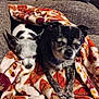 dog, small_dog, chihuahua, pet, blanket, couch, snuggling, fur, indoor, cozy, relaxed, cute, companion, animal, two_dogs, black_and_white, patterned_blanket, texture, resting, eyes