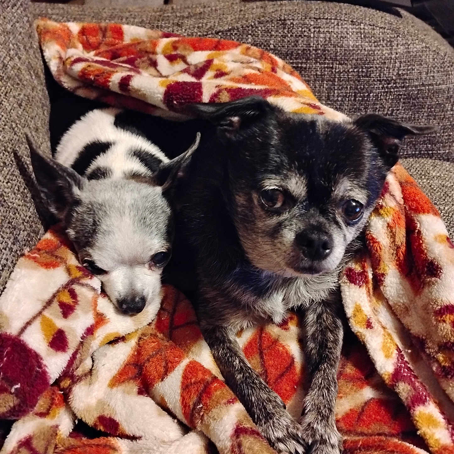 Boomer And Poppy is registered to the contest to win money with this photo: animal, black_and_white, blanket, chihuahua, companion, couch, cozy, cute, dog, eyes, fur, indoor, patterned_blanket, pet, relaxed, resting, small_dog, snuggling, texture, two_dogs
