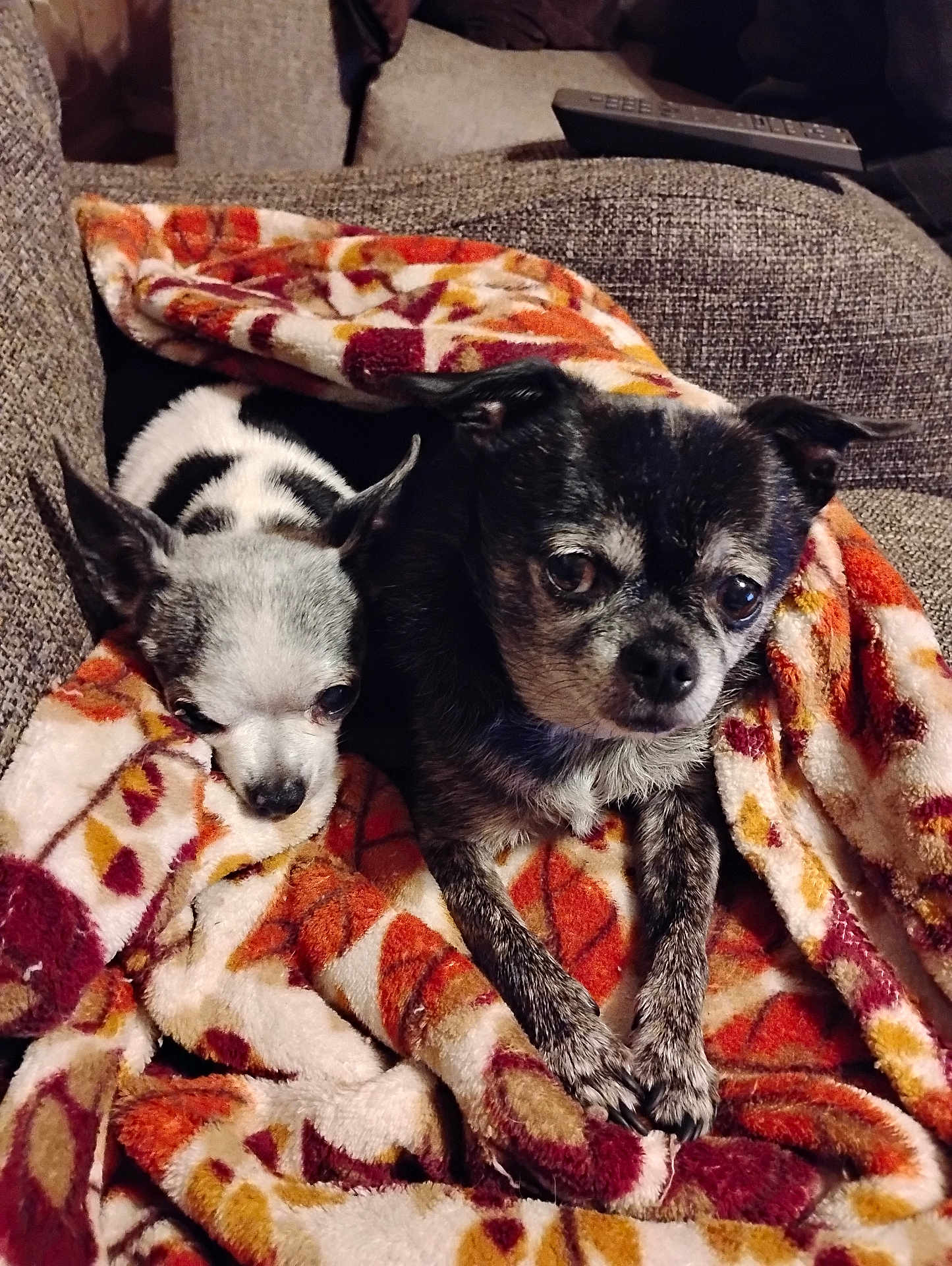 Boomer And Poppy is registered to the contest to win money with this photo: dog, small_dog, chihuahua, pet, blanket, couch, snuggling, fur, indoor, cozy, relaxed, cute, companion, animal, two_dogs, black_and_white, patterned_blanket, texture, resting, eyes