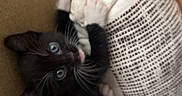 Berlioz is registered to the contest to win money with this photo: animal, black_and_white, blue_eyes, clawing, couch, cozy, curious, cute, feline, home, indoor, kitten, pet, pillow, playful, resting, small, soft_texture, whiskers, young