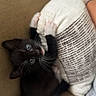 animal, black_and_white, blue_eyes, clawing, couch, cozy, curious, cute, feline, home, indoor, kitten, pet, pillow, playful, resting, small, soft_texture, whiskers, young