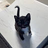 Berlioz joined the competition — help win amazing prizes! animal, bathroom, black_and_white, cabinet, cat, countertop, curious, cute, feline, floor, indoor, kitten, pet, reflection, sink, small, tail, tuxedo_cat, whiskers, white_paws