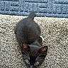 Berlioz joined the competition — help win amazing prizes! animal, black_cat, carpet, close_up, curious, cute, domestic_animal, feline, floor_mat, green_eyes, indoor, kitten, looking_up, pet, small_animal, soft_fur, tail, texture, whiskers, young