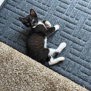 Berlioz joined the competition — help win amazing prizes! animal, black_and_white, carpet, cat, curious, cute, domestic, floor, fur, indoor, kitten, lying_down, paw, pet, resting, rug, small, texture, whiskers, young