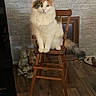 animal, brick_wall, calico_cat, calm, cat, cozy, decor, domestic_cat, floor, fluffy, furniture, indoor, looking, pet, portrait, sitting, statue, tail, wood, wooden_chair