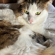 Uranus a rejoint le concours — aidez-le/la à gagner de superbes lots ! cat, fluffy, close_up, green_eyes, white_fur, brown_fur, resting, indoor, soft_texture, pet, animal, feline, whiskers, pink_nose, relaxed, bed, comfortable, portrait, fur, cute