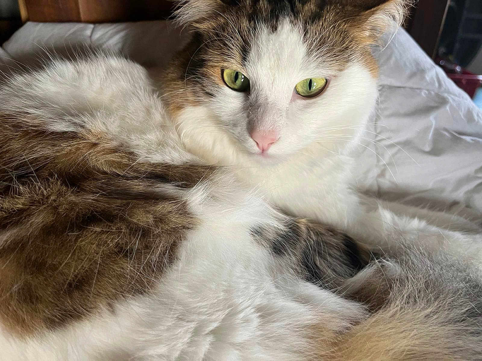 Uranus a rejoint le concours — aidez-le/la à gagner de superbes lots ! cat, fluffy, close_up, green_eyes, white_fur, brown_fur, resting, indoor, soft_texture, pet, animal, feline, whiskers, pink_nose, relaxed, bed, comfortable, portrait, fur, cute