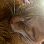 Pumpkin is registered to the contest to win money with this photo: cat, orange_tabby, close_up, feline, pet, whiskers, fur, collar, bell, blanket, indoor, cozy, sleeping, relaxed, animal, soft_light, warm_colors, resting, cute, domestic_cat