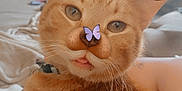 Pumpkin joined the competition — help win amazing prizes! cat, orange_tabby, pet, animal, whiskers, fur, ears, eyes, nose, tongue, filter, dog_ears_filter, butterflies, cute, indoor, bed, collar, relaxed, close_up, funny
