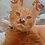cat, orange_tabby, pet, animal, whiskers, fur, ears, eyes, nose, tongue, filter, dog_ears_filter, butterflies, cute, indoor, bed, collar, relaxed, close_up, funny