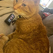 Pumpkin joined the competition — help win amazing prizes! cat, orange_tabby, pet, indoor, blanket, remote_control, soda_can, window, natural_light, feline, whiskers, collar, relaxed, fur, domestic_animal, closeup, home, curious, sitting, cozy