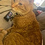 cat, orange_tabby, pet, indoor, blanket, remote_control, soda_can, window, natural_light, feline, whiskers, collar, relaxed, fur, domestic_animal, closeup, home, curious, sitting, cozy