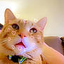 Pumpkin is registered to the contest to win money with this photo: cat, ginger_cat, close_up, collar, tags, green_bell, heart_filter, pink_hearts, indoor, couch, human_arm, whiskers, cute, pet, feline, face, mouth_open, fur, domestic_cat, playful