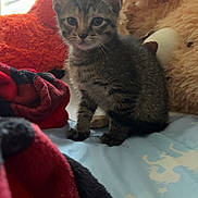 Callie joined the competition — help win amazing prizes! kitten, cat, tabby, bed, blanket, plush_toy, teddy_bear, indoor, pet, animal, feline, cute, soft_light, young, domestic_cat, resting, curious, cozy, fur, small