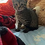 kitten, cat, tabby, bed, blanket, plush_toy, teddy_bear, indoor, pet, animal, feline, cute, soft_light, young, domestic_cat, resting, curious, cozy, fur, small