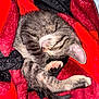 kitten, cat, sleeping, curled_up, tabby, feline, paw, blanket, red, black, soft, cozy, cute, pet, fur, animal, resting, indoors, comfort, nap