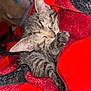 kitten, cat, sleeping, blanket, cozy, fur, tabby, animal, pet, cute, indoor, resting, snuggling, soft, warm, closeup, red, black, comfort, relaxation